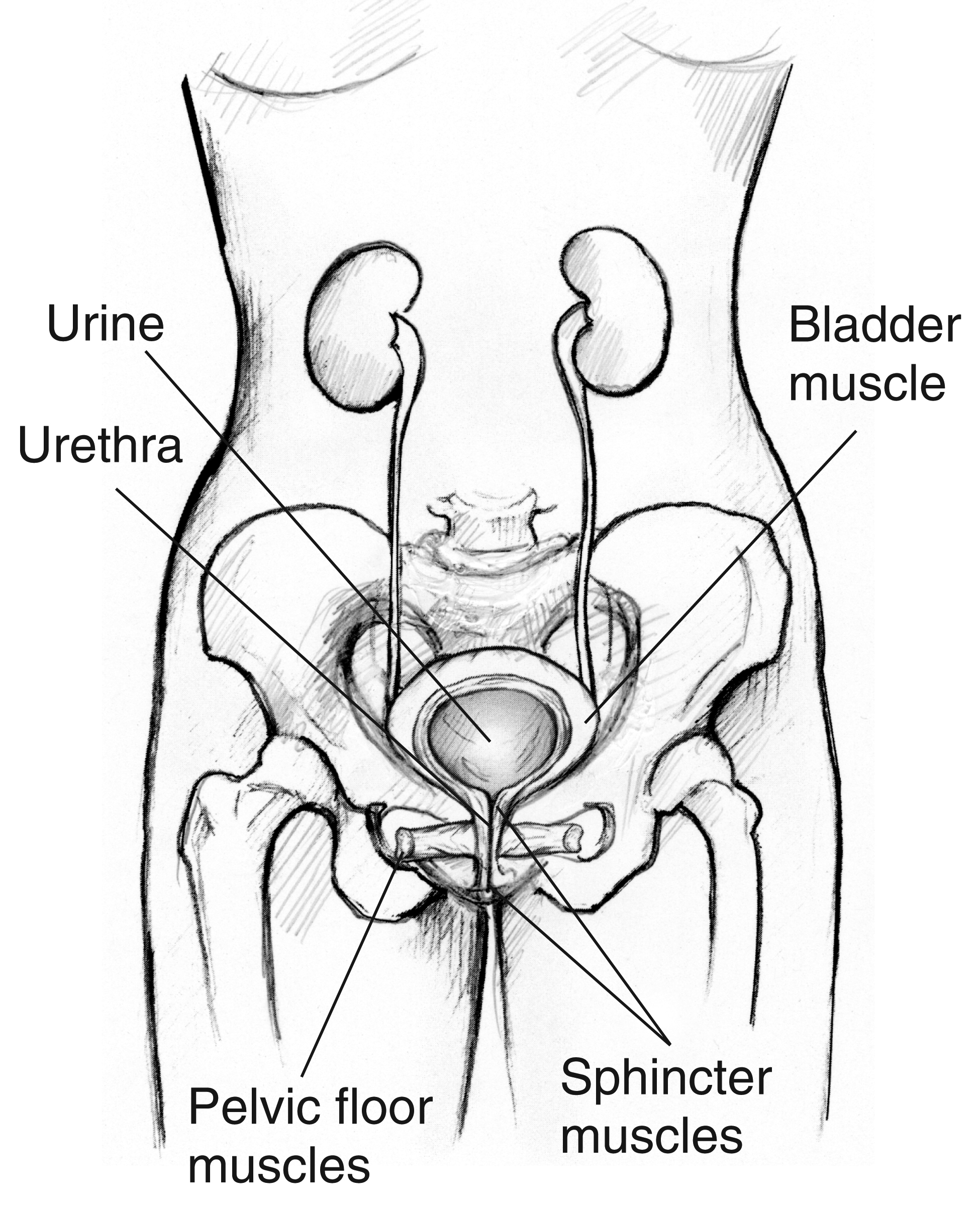 Side and bottom views of the female urinary tract - Media Asset