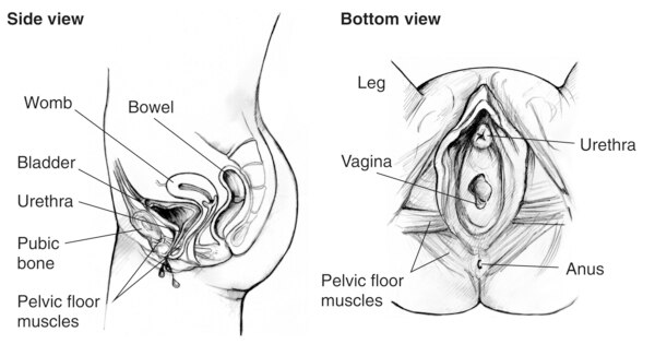 Two anatomical drawings of the female urinary tract. Drawing on the left is a side view with labels pointing to the womb, bladder, urethra, public bone, and pelvic floor muscles. Drawing on the right is a bottom view with labels pointing to the leg, ureth