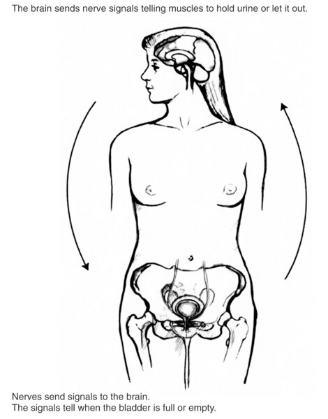 Drawing of female figure showing pelvic bone, bladder, and brain. Arrows outside the figure indicate the general direction of nerve signals from the brain to the bladder and from the bladder to the brain.