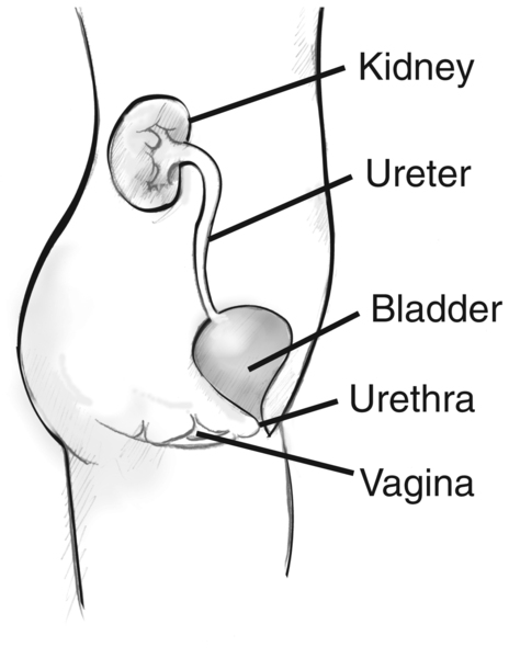 Side view diagram of the female urinary tract. Labels point to the kidney, ureter, bladder, urethra, and vagina. The organs appear within the outline of a young female shown from the abdomen to the thigh.