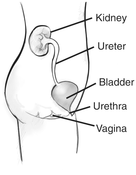 Side view diagram of the female urinary tract. Labels point to the kidney, ureter, bladder, urethra, and vagina. The organs appear within the outline of a young female shown from the abdomen to the thigh.