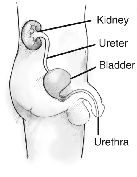 Side view diagram of the male urinary tract. Labels point to a kidney, ureter, bladder, and urethra. The organs appear within the outline of a young male shown from the abdomen to the thigh.
