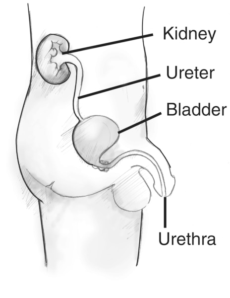 Side view diagram of the male urinary tract. Labels point to a kidney, ureter, bladder, and urethra. The organs appear within the outline of a young male shown from the abdomen to the thigh.