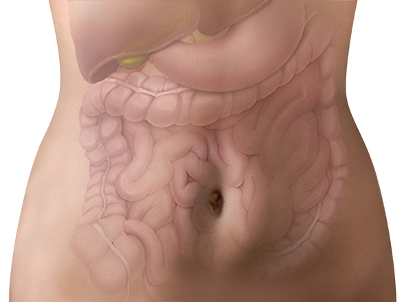 Photograph of torso with the lower portion of the lungs and the gastrointestinal tract. The lower portions of the lungs are at the top of the drawing. The gallbladder is the small, bulb-like structure just below the right lung. The stomach is the smooth,