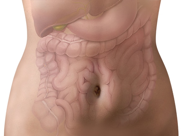 Photograph of torso with the lower portion of the lungs and the gastrointestinal tract.  The lower portions of the lungs are at the top of the drawing. The gallbladder is the small, bulb-like structure just below the right lung. The stomach is the smooth,