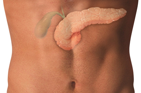 Photograph of torso with the pancreas and gallbladder.  The pancreas is irregular in appearance and extends to the left side of the abdomen. The gallbladder is above the pancreas and is the smaller of the two structures. The bile ducts are the tubes leadi