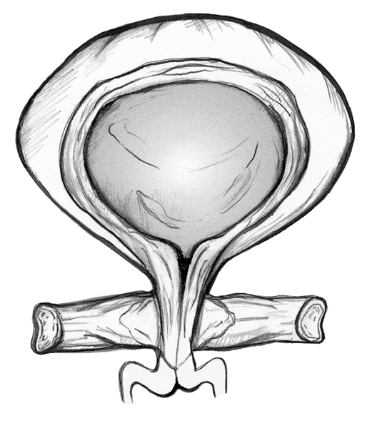 Anatomical drawing of a bladder. The bladder has strong pelvic floor muscles that keep urine from escaping.