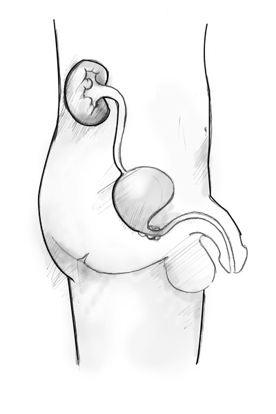 Side view diagram of the male urinary tract. The organs appear within the outline of a young male shown from the abdomen to the thigh.