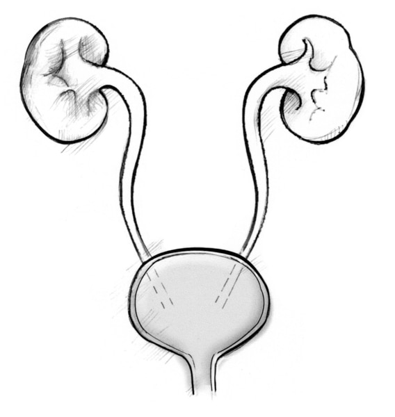 Front view without labels of a child's urinary tract.