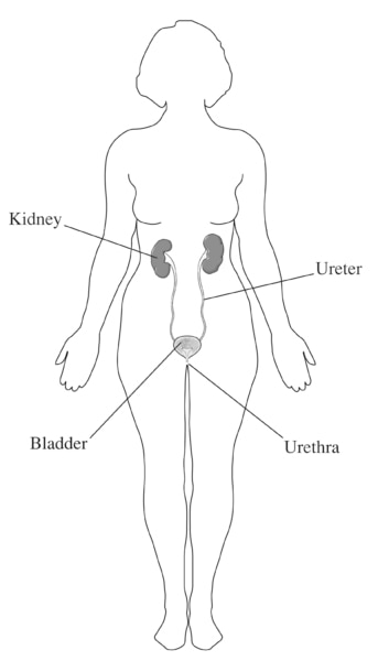 Diagram of the urinary tract shown within the outline of a female figure. Labels point to the kidney, ureter, bladder, and urethra.