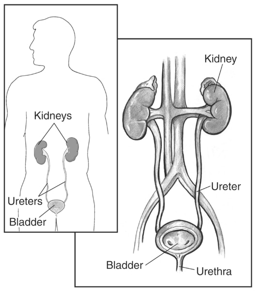 Drawing of a normal urinary tract with kidneys, ureters, bladder, and urethra labeled. The bladder is shown in cross section to reveal interior wall and openings where the ureters empty into the bladder. An inset shows a smaller representation of the urin