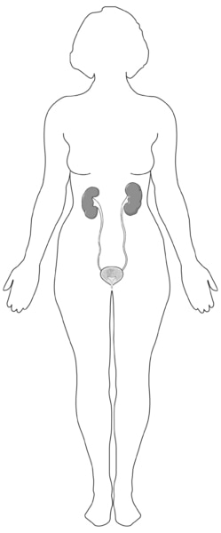 Diagram of the urinary tract shown within the outline of a female figure.