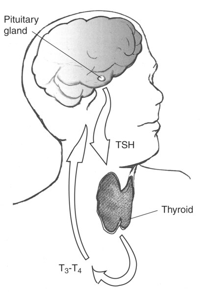 Drawing of the head and neck with the thyroid, pituitary gland, TSH, and T3–T4 labeled. Arrows show the direction of TSH from the pituitary gland to the thyroid gland and of T3–T4 from the thyroid to the pituitary gland.