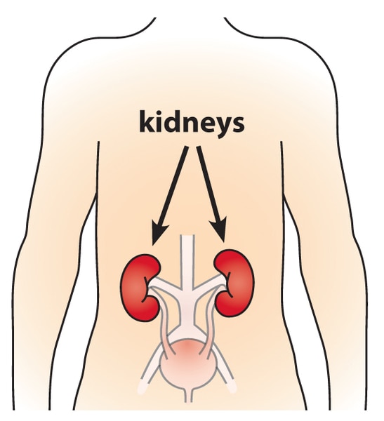 Diagram of male figure with the kidneys labeled.