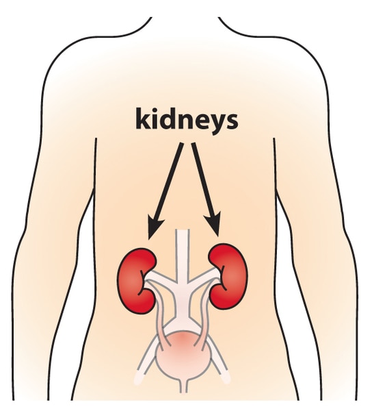 How to Draw Kidney | Easy To Follow Guide | OpenEducationPortal