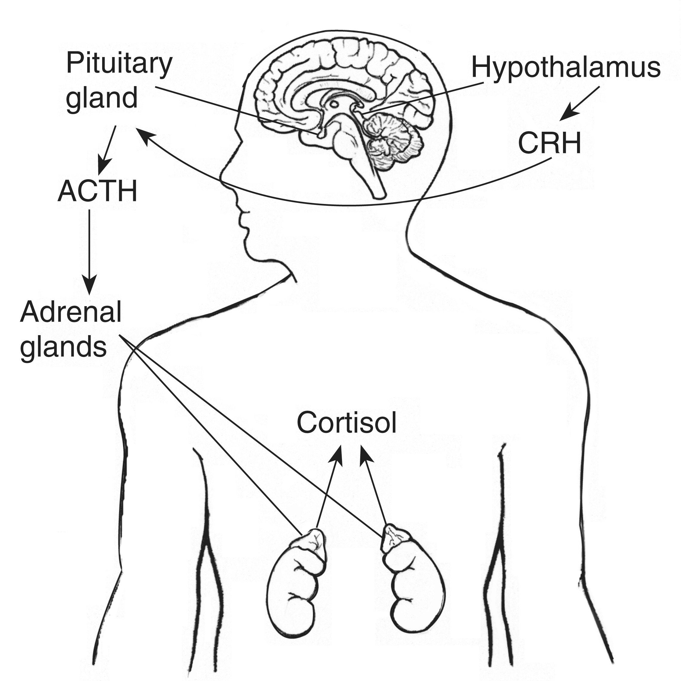 Гипофиз норма. Гипоталамус гипофиз надпочечники схема. Адренокортикотропный гормон схема. Адренокортикотропный гормон АКТГ норма. Адренокортикотропный гормон (АКТГ) синтезируется.