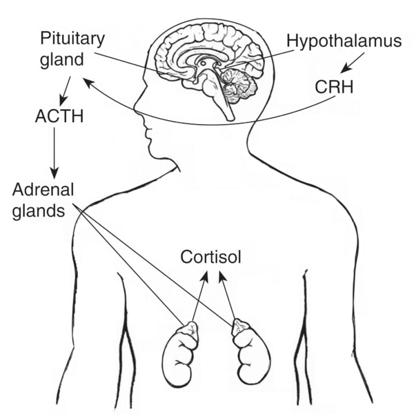 Drawing of the brain and adrenal glands with hypothalamus, pituitary gland, and adrenal glands labeled and arrows diagramming the effect of CRH on ACTH and the effect of ACTH on cortisol.