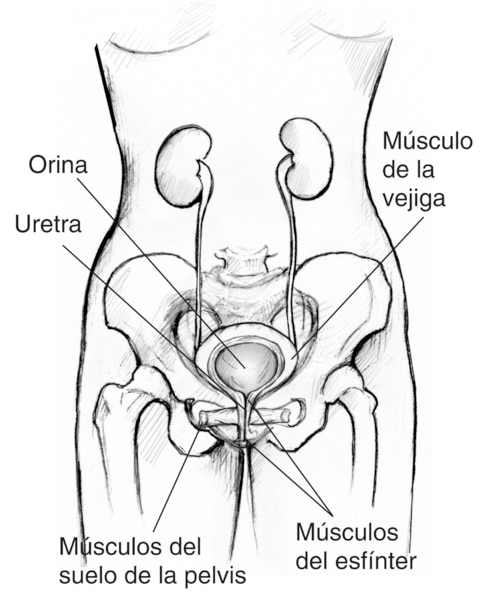 Ilustracion anatomica frontal del tracto urinario femenino, se delinea los musculos del suelo de la pelvis, musculos del enfinter, musculo de la vejiga, la uretra y la orino.