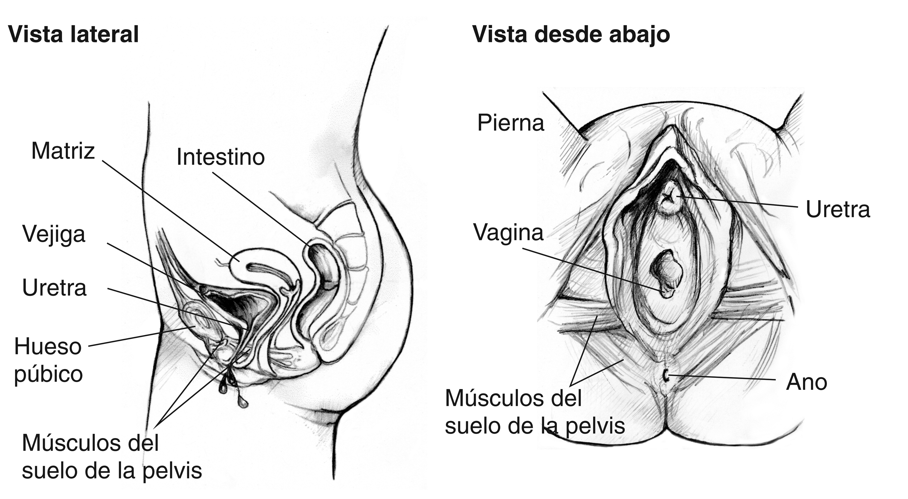 Aparato urinario femenino