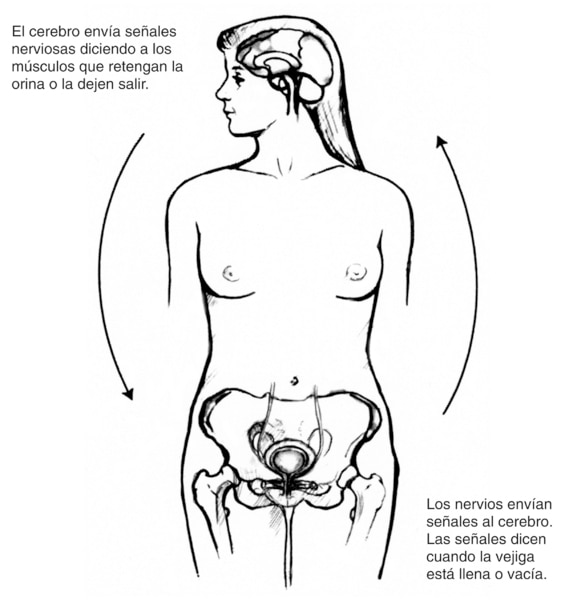 Diagrama de una figura femenina mostrando  el hueso pelvico, la vejiga y el cerebro. Las flechas en la figura indican la direccion en la que las senales nerviosas viajan desde el cerebro hacia la vejiga y viceversa.