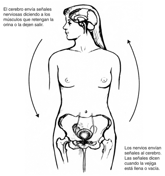 Diagrama de una figura femenina mostrando el hueso pelvico, la vejiga y el cerebro. Las flechas en la figura indican la direccion en la que las senales nerviosas viajan desde el cerebro hacia la vejiga y viceversa.