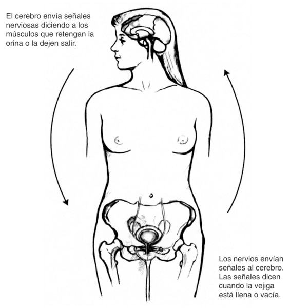 Diagrama de una figura femenina mostrando el hueso pelvico, la vejiga y el cerebro. Las flechas en la figura indican la direccion en la que las senales nerviosas viajan desde el cerebro hacia la vejiga y viceversa.