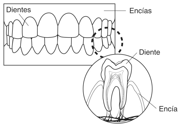 Ilustración de los dientes, las encías y un diente. Una parte de la ilustración se etiqueta para mostrar los dientes y las encías. Otra parte de la ilustración se etiqueta para enseñar una toma transversal del diente y la encia.