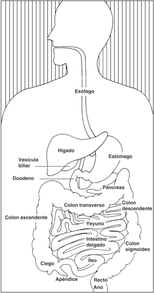 Ilustración del aparato digestivo con las siguientes secciones enumeradas: esófago, estómago, hígado, vesícula biliar, duodeno, páncreas, yeyuno, intestino delgado, íleo, apéndice, ciego, colon ascendente, colon transverso, colon descendente, colon sigmoi