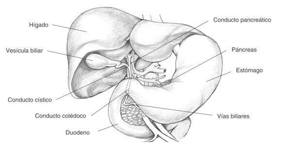 Ilustración del sistema biliar con las siguientes partes etiquetadas: el hígado, la vesícula biliar, el conducto cístico, el conducto colédoco, el duodeno, el conducto pancreático, el estómago, el páncreas, y las vías biliares.