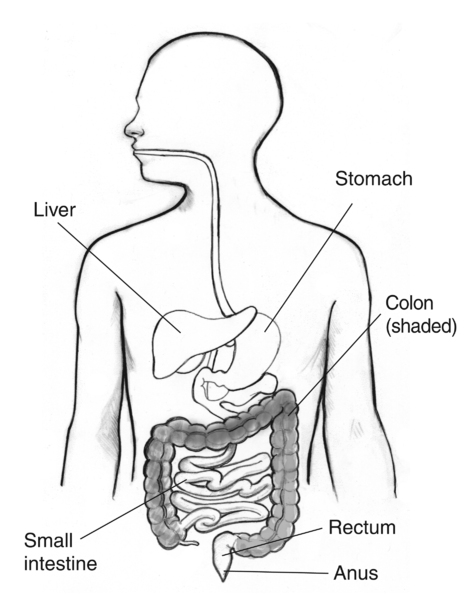 Drawing of the digestive tract with labels pointing to the liver, stomach, small intestine, colon, rectum, and anus. The colon is shaded.
