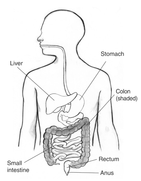 Drawing of the digestive tract with labels pointing to the liver, stomach, small intestine, colon, rectum, and anus. The colon is shaded.