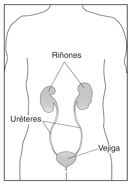 Ilustración de la imagen de un torso humano que enseña los riñones, los uréteres y la vejiga etiquetados.