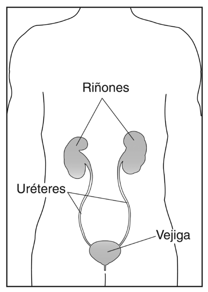 Ilustración de la imagen de un torso humano que enseña los riñones, los uréteres y la vejiga etiquetados.
