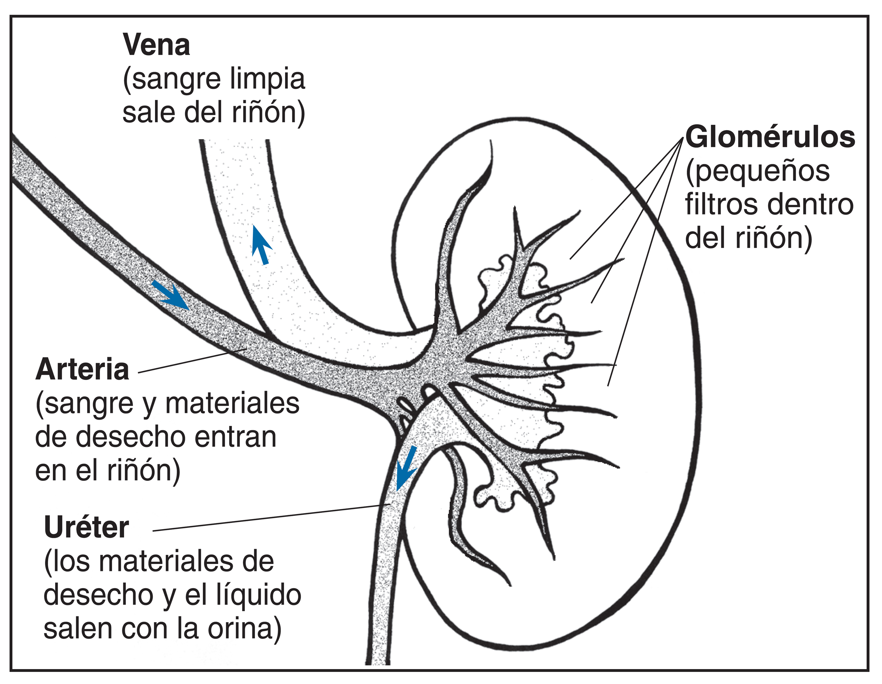 Partes Del Riñon Y Sus Funciones