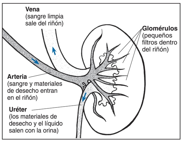 Ilustración de un corte transversal de un riñón con sus partes y funciones etiquetadas.