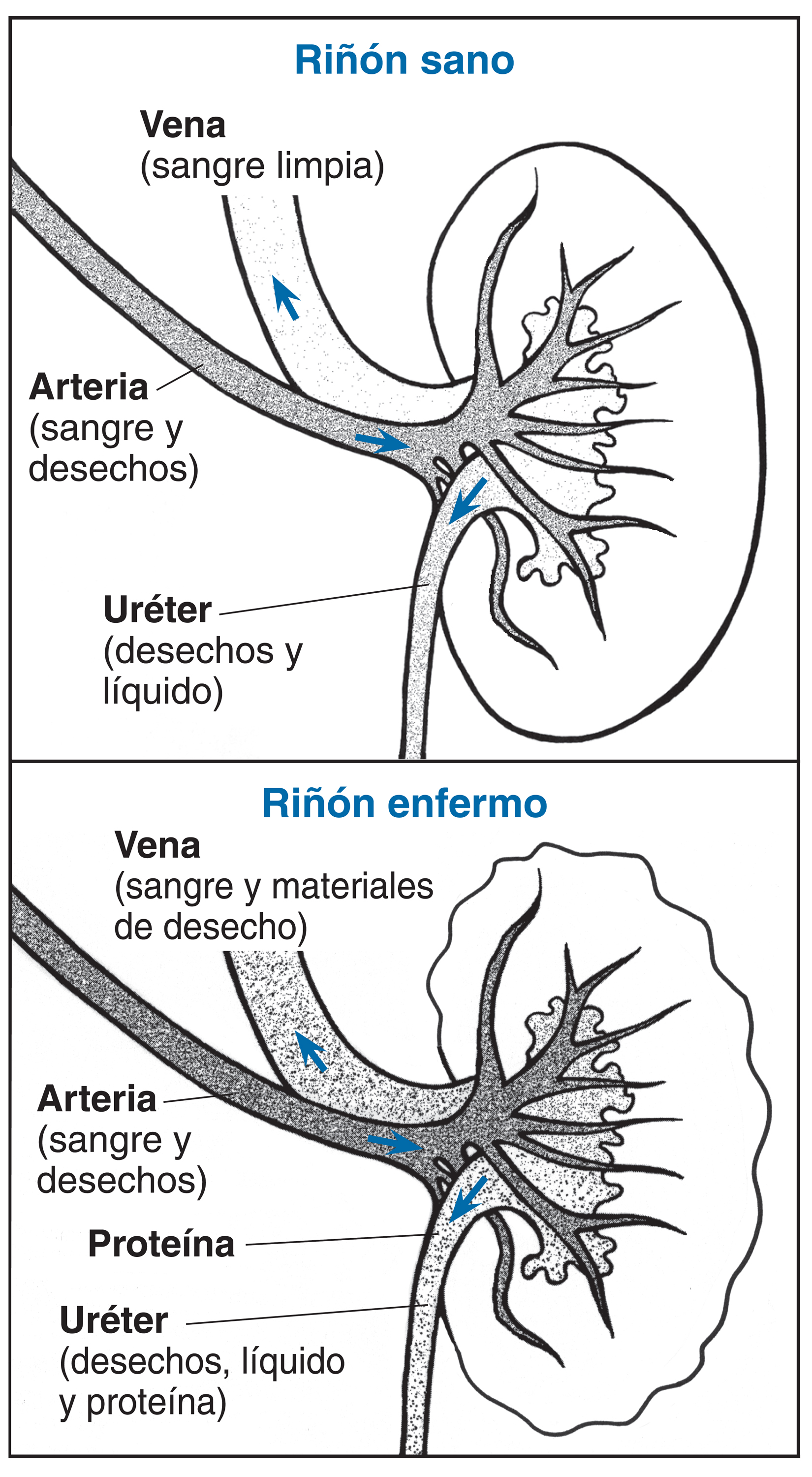 Dos riñones con cortes transversales con las partes y funciones ...