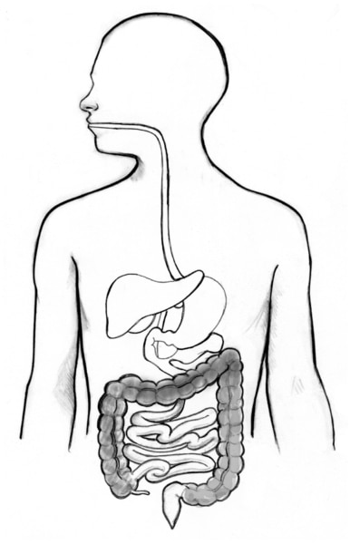 Drawing of the digestive tract. The colon is shaded.