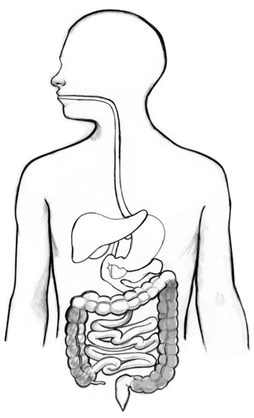 Drawing of the gastrointestinal tract with the ascending colon and the descending colon highlighted.