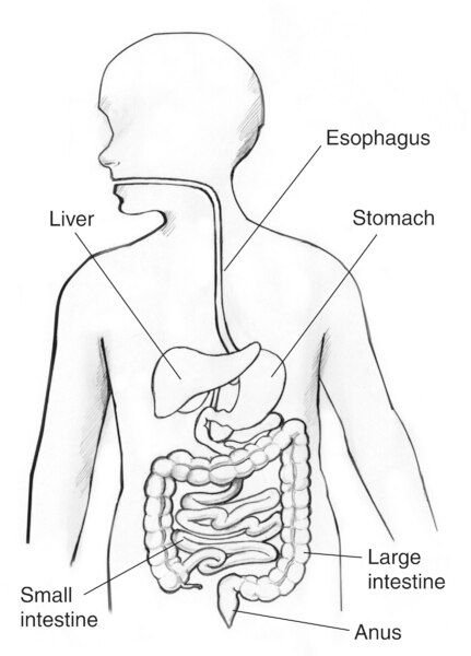 Drawing of the gastrointestinal tract with the esophagus, liver, stomach, small intestine, large intestine, and anus labeled.