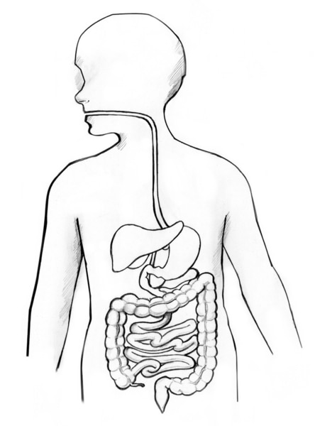 Drawing of the gastrointestinal tract.