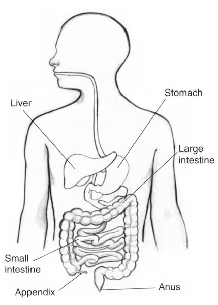 Drawing of the gastrointestinal tract with the liver, stomach, large intestine, small intestine, appendix, and anus labeled.