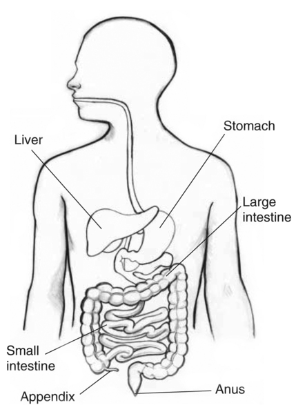 Drawing of the gastrointestinal tract with the liver, stomach, large intestine, small intestine, appendix, and anus labeled.