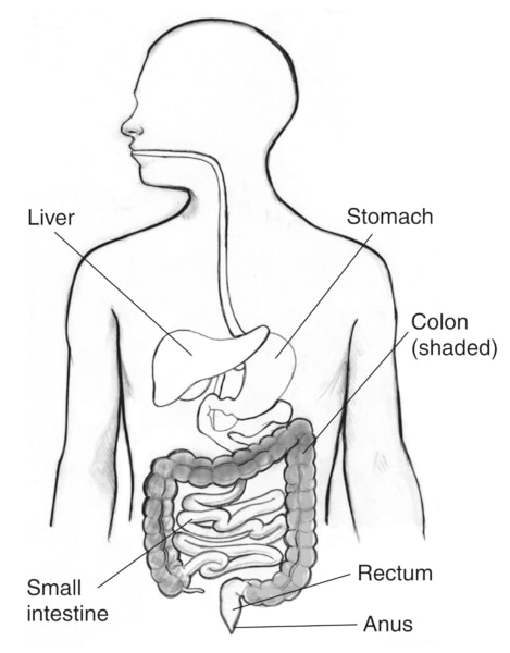 Drawing of the gastrointestinal tract with the liver, stomach, small intestine, colon, rectum, and anus labeled. The colon is shaded.