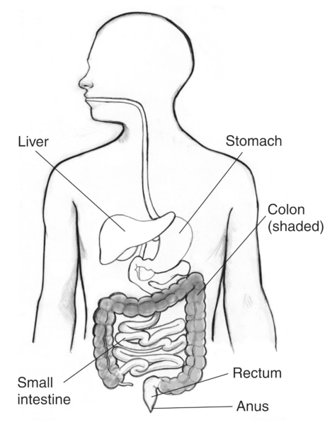 Small And Large Intestine Clip Art  Outline Of Digestive System  Free  Transparent PNG Clipart Images Download