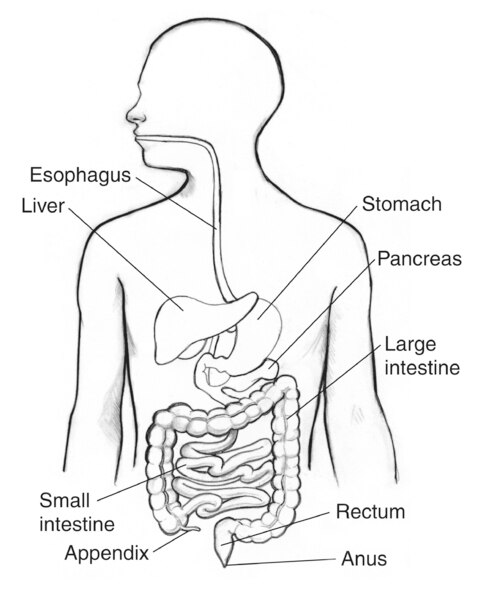 Drawing of the gastrointestinal tract with labels pointing to the esophagus, liver, stomach, pancreas, large intestine, small intestine, appendix, rectum, and anus.