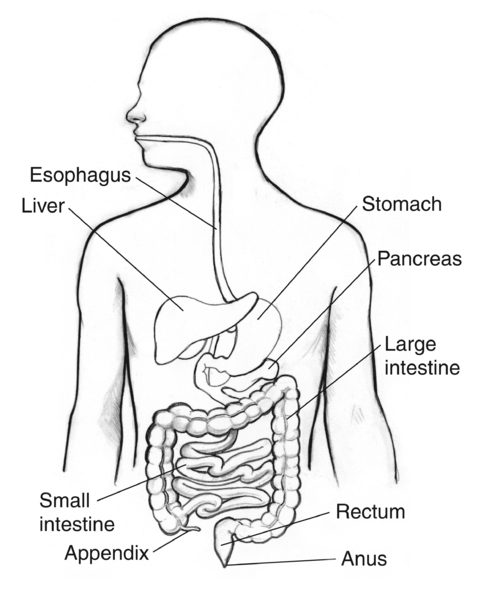 Drawing of the gastrointestinal tract with labels pointing to the esophagus, liver, stomach, pancreas, large intestine, small intestine, appendix, rectum, and anus.