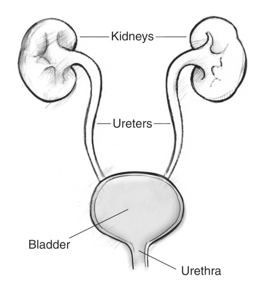 Drawing of the urinary tract with the kidneys, ureters, bladder, and urethra labeled.
