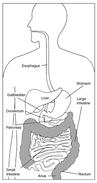 Drawing of the digestive tract with labels pointing to the esophagus, stomach, gallbladder, liver, pancreas, duodenum, small intestine, large intestine, rectum, and anus. The large intestine is highlighted.
