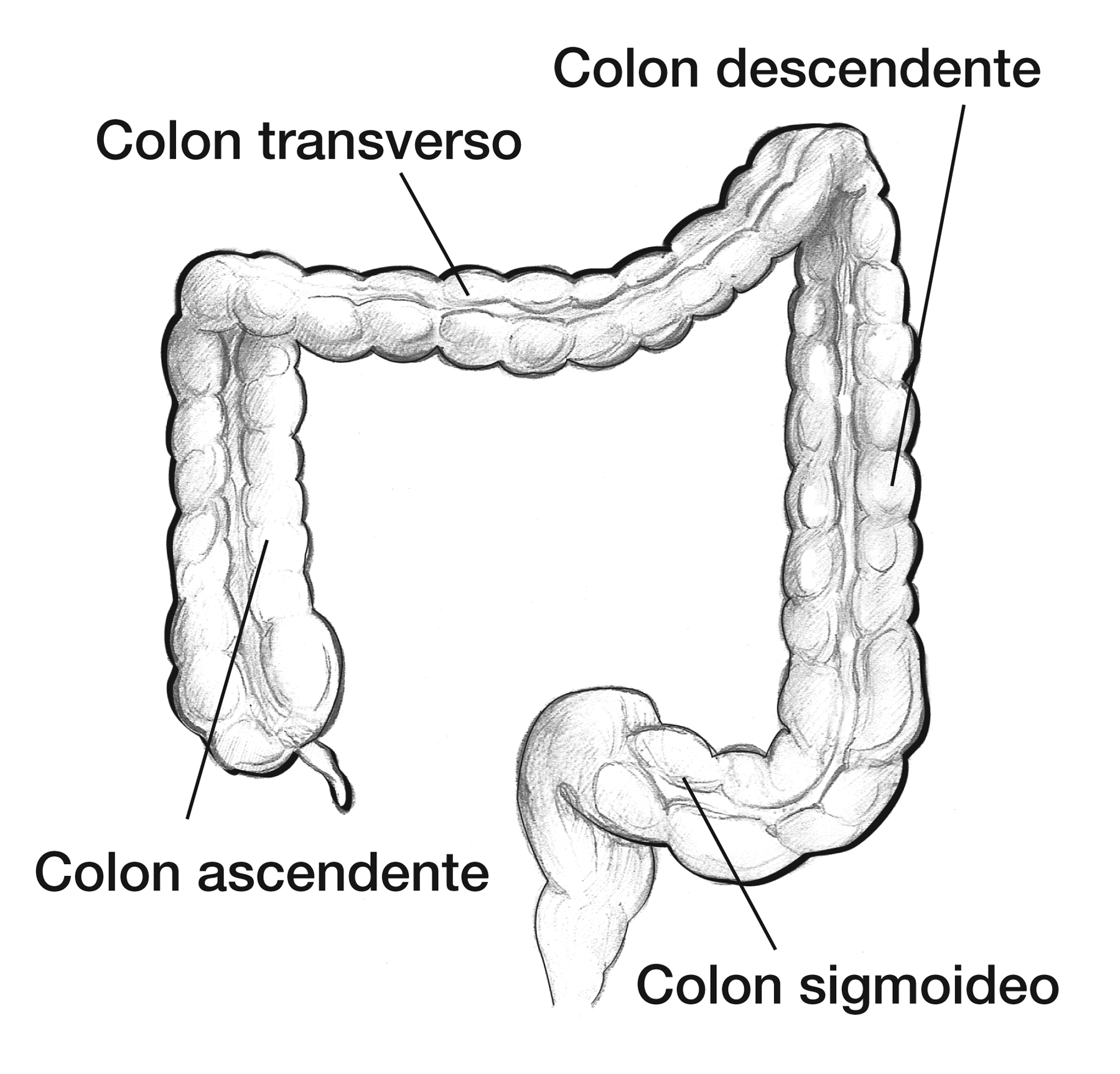 Colon en la que se señala el colon ascendente, el colon transverso, el
