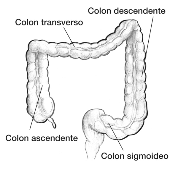 Dibujo del colon en la que se señala el colon ascendente, el colon transverso, el colon descendente y el colon sigmoideo.